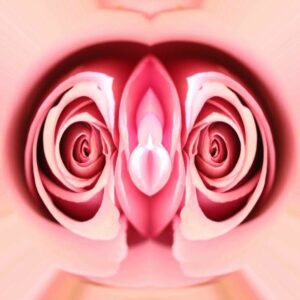 A photo of two pink roses has been photo edited to look like female reproductive organs.