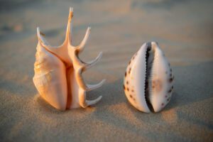 An image of seashells shaped like vaginas is displayed on the sand to illustrate the concept of labiaplasty.